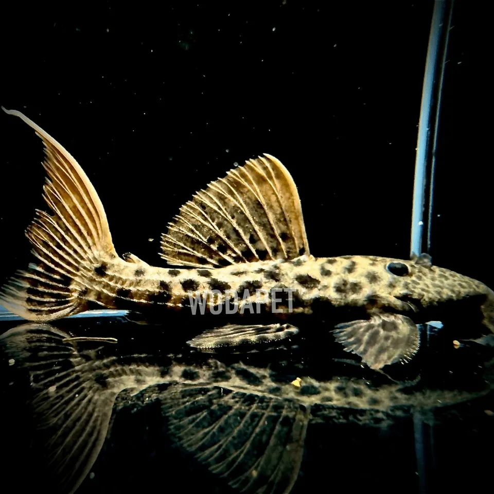 金達尼 金達尼 L273