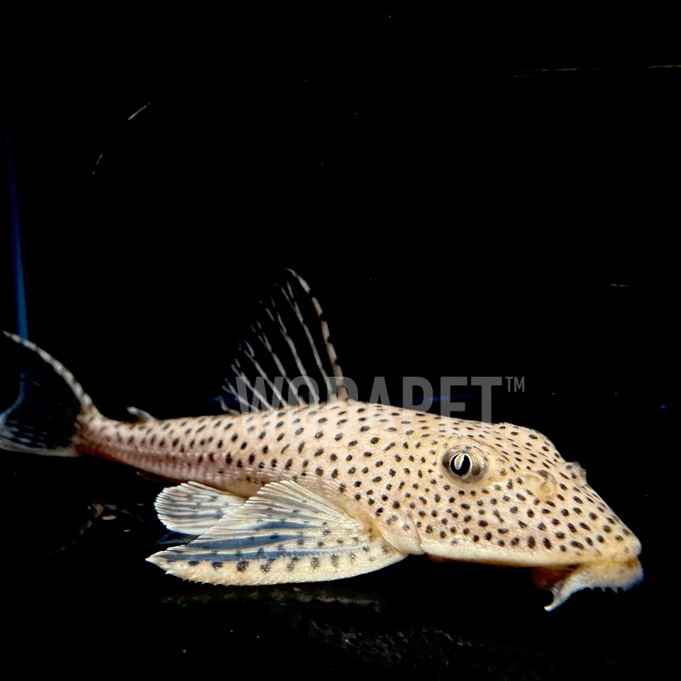 長腰銀鑽 長腰銀鑽 L094 / L123