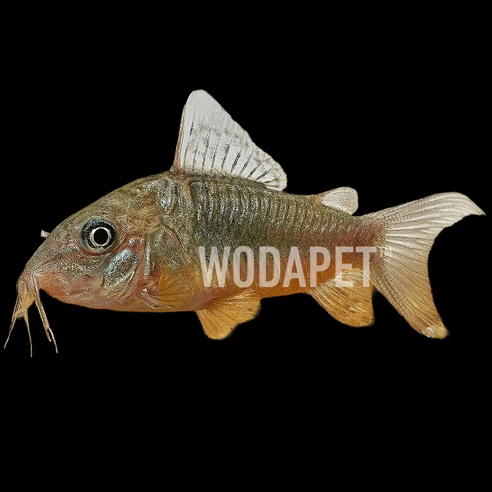 青銅鼠A 紅斜紋鼠