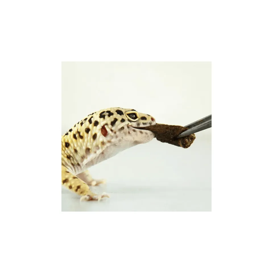 高夠力 守宮膏狀飼料60g