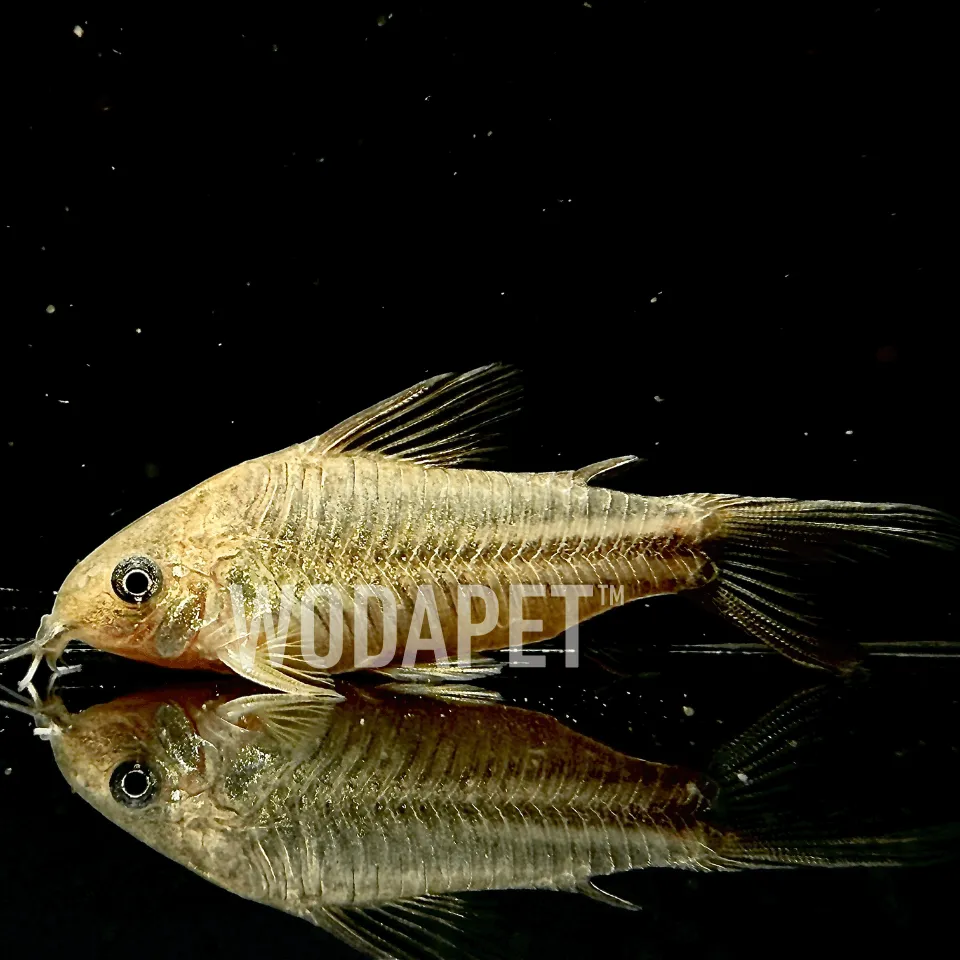 黃翅紳士鼠 黃翅紳士鼠