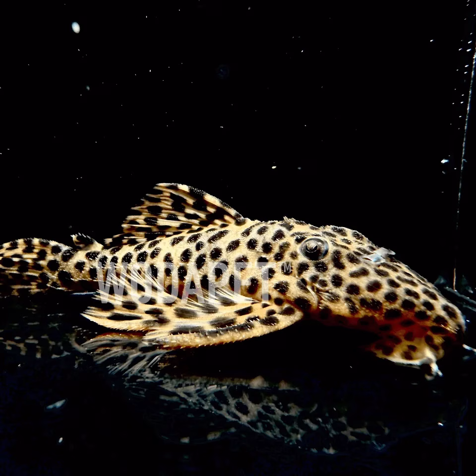 黃金帝王花豹 L172