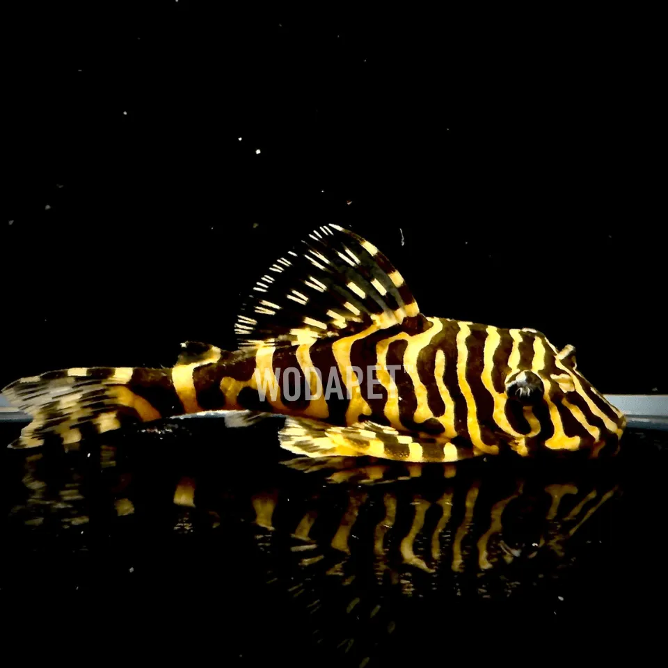 黃金斑馬 黃金斑馬 L134