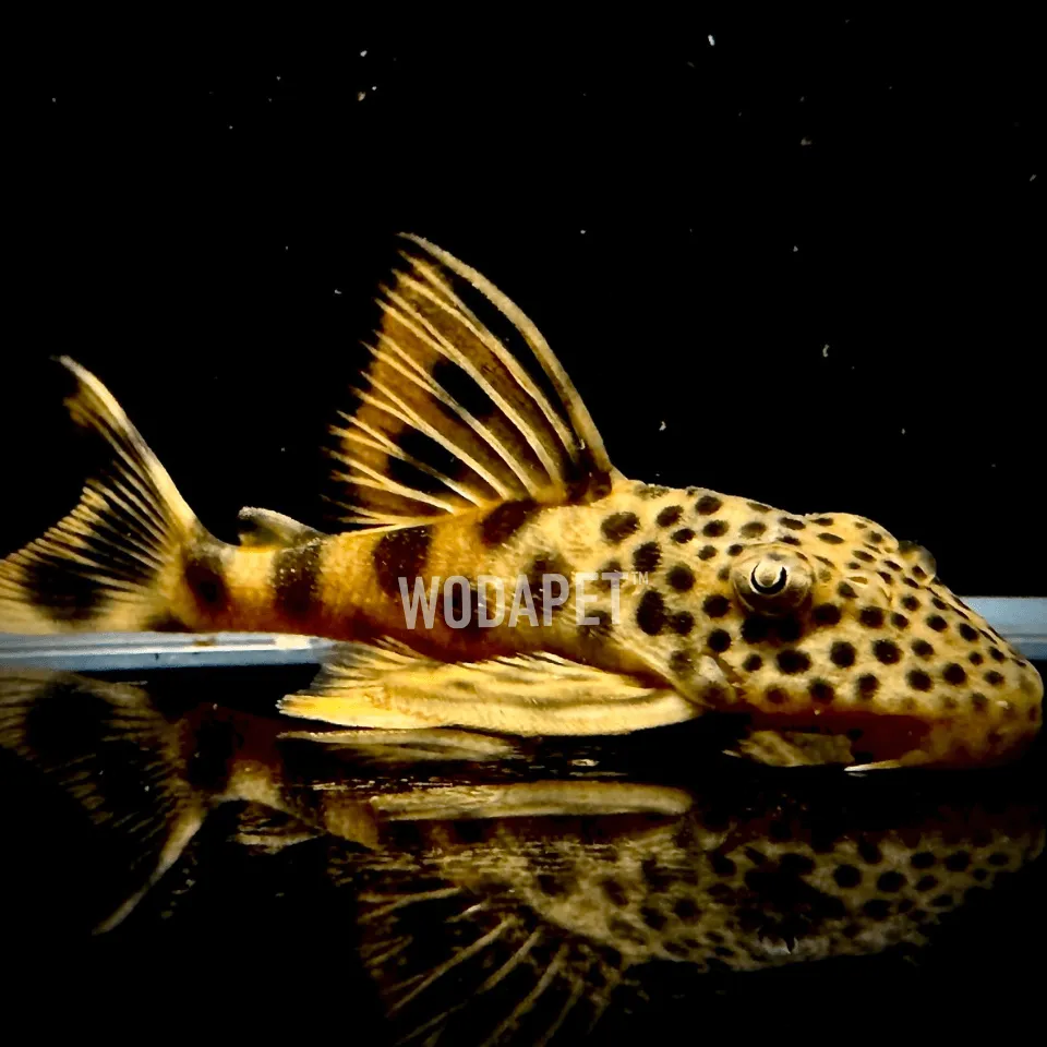 黃金美洲豹 L124