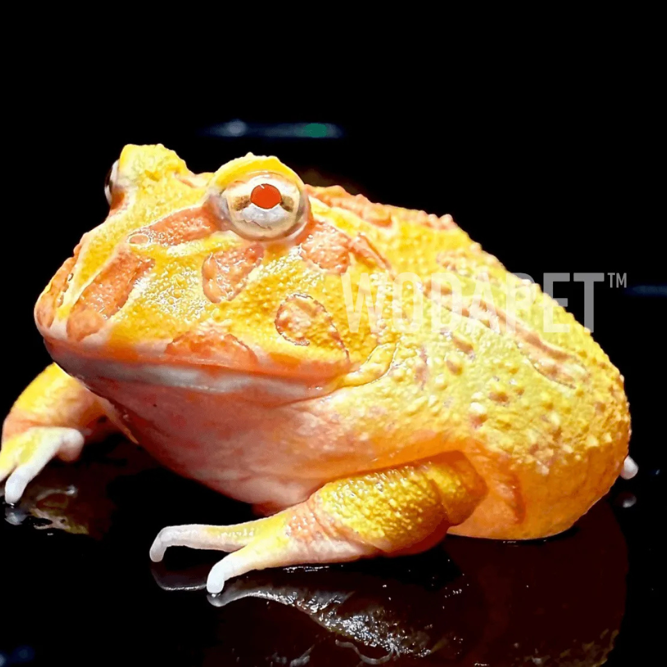 黃金角蛙 黃金角蛙