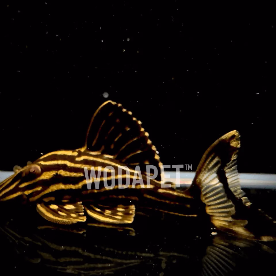 雷神皇冠豹 L027D